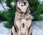 Собаки в Серпухове: Метис Лайки очень красивая Найдочка Девочка, 10 руб. - фото 1