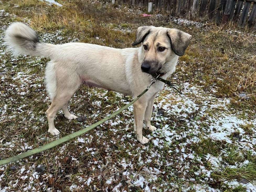 Собаки в Твери: Линда Девочка, Бесплатно - фото 2
