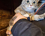 Кошки в Москве: Ласковый и нежный молодой котик Толик в добрые руки Мальчик, 10 руб. - фото 2
