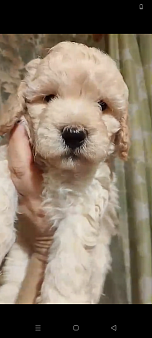 Щенки малого пуделя