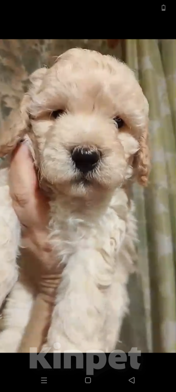 Собаки в Москве: Щенки малого пуделя Девочка, 65 000 руб. - фото 1