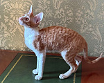 Кошки в Санкт-Петербурге: Котенок корниш -рекс Мальчик, Бесплатно - фото 2