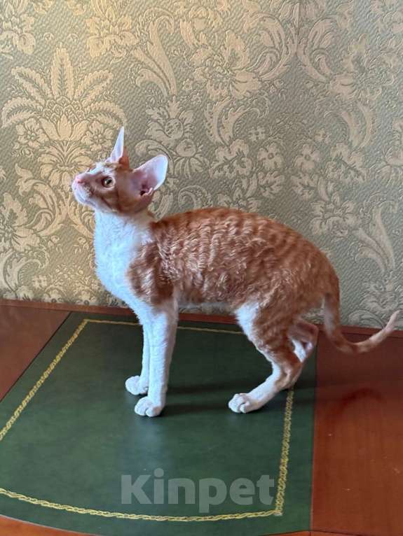 Кошки в Санкт-Петербурге: Котенок корниш -рекс Мальчик, Бесплатно - фото 2