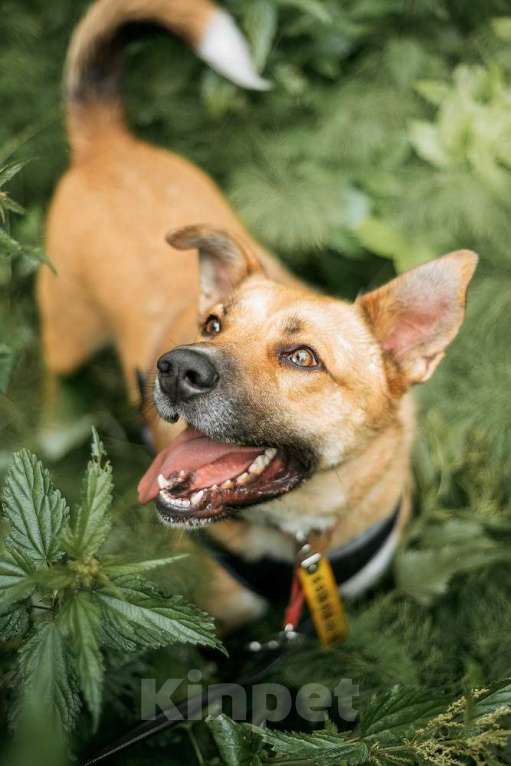 Собаки в Москве: Дружелюбный пес-компаньон Рэм ищет дом!  Мальчик, Бесплатно - фото 7