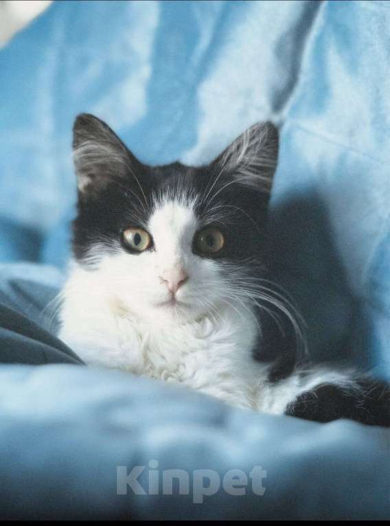 Кошки в Москве: Чудо-Бейси Девочка, Бесплатно - фото 5