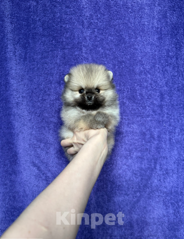 Собаки в Москве: Мальчик соболь Мальчик, 30 000 руб. - фото 1