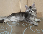 Кошки в других городах Кировской области: Мейн кун  котёнок Купидон Мальчик, 80 000 руб. - фото 1