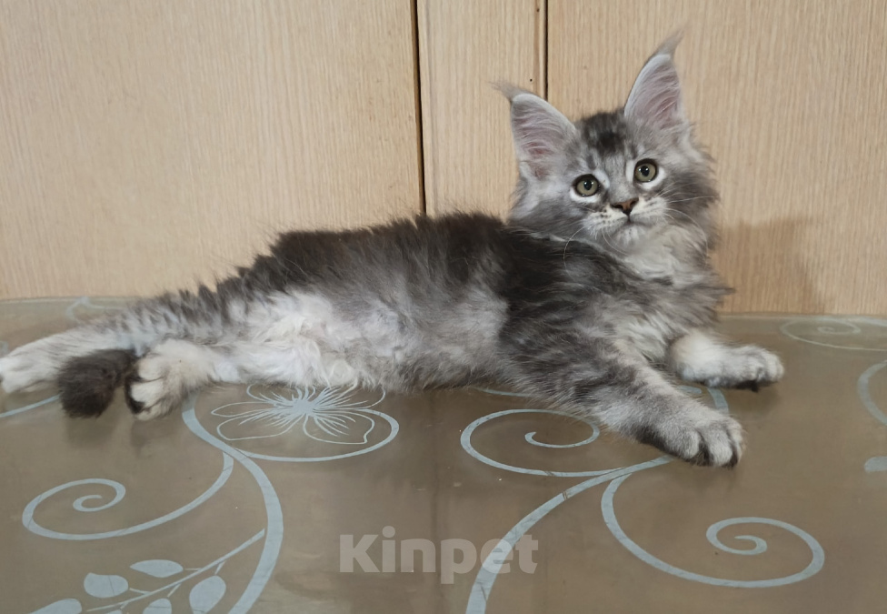 Кошки в других городах Кировской области: Мейн кун  котёнок Купидон Мальчик, 80 000 руб. - фото 1