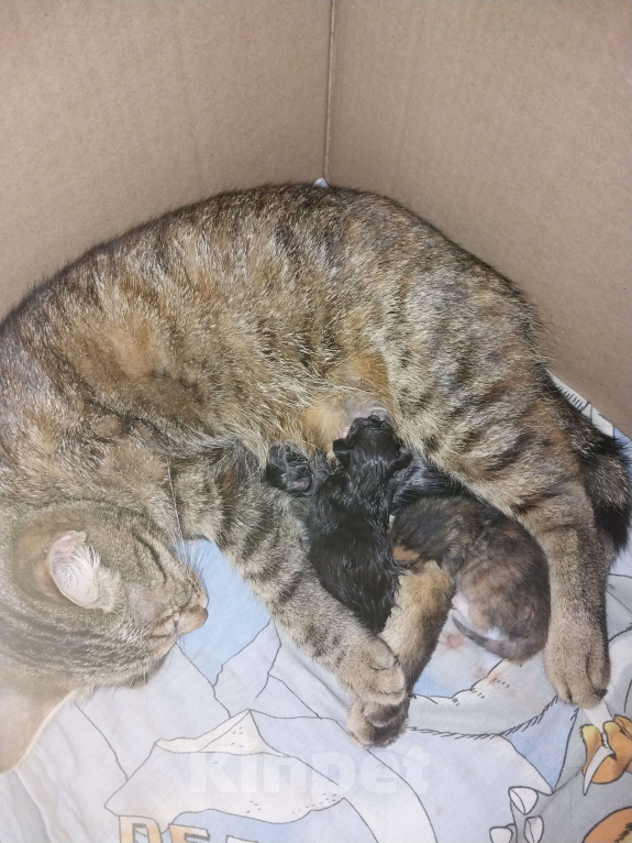 Кошки в Костроме: Котятки в добрые руки Разнополые, Бесплатно - фото 2