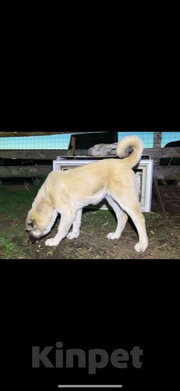 Собаки в Самаре: Щенок сука на продажу САО Девочка, 15 000 руб. - фото 5