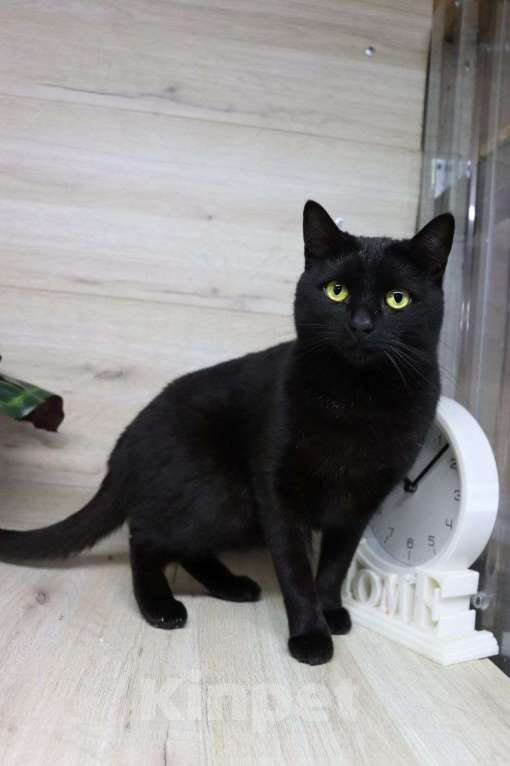 Кошки в Москве: Малечке очень нужен дом Девочка, Бесплатно - фото 2