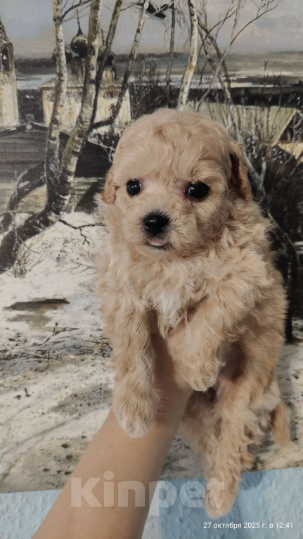 Собаки в Мытищах: Пушон бишпу Девочка, 180 000 руб. - фото 1