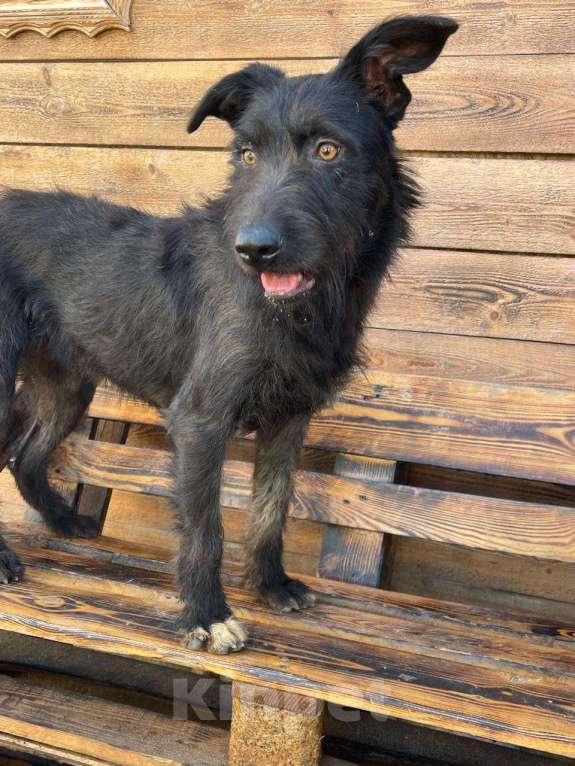 Собаки в Владимире: Собака бесплатно Девочка, Бесплатно - фото 3