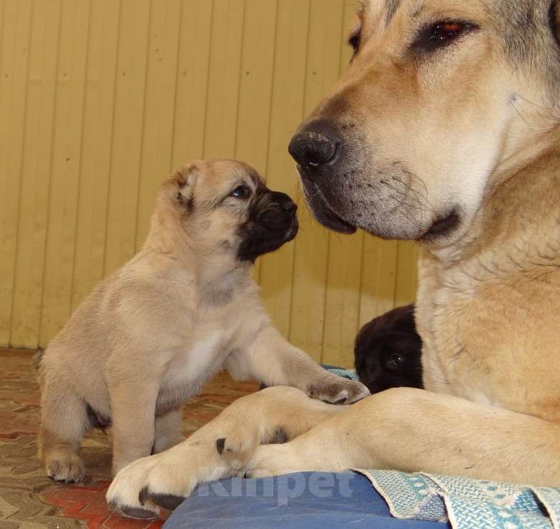 Собаки в Екатеринбурге: Среднеазиатская овчарка (алабай) Девочка, 40 000 руб. - фото 5