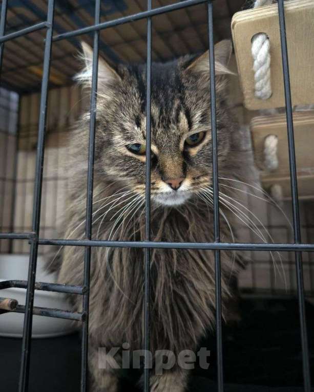 Кошки в Москве: Пушистая кошечка в добрые руки Девочка, Бесплатно - фото 2