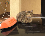 Кошки в Сочи: Обаятельные кошечка и котик Девочка, 10 руб. - фото 2