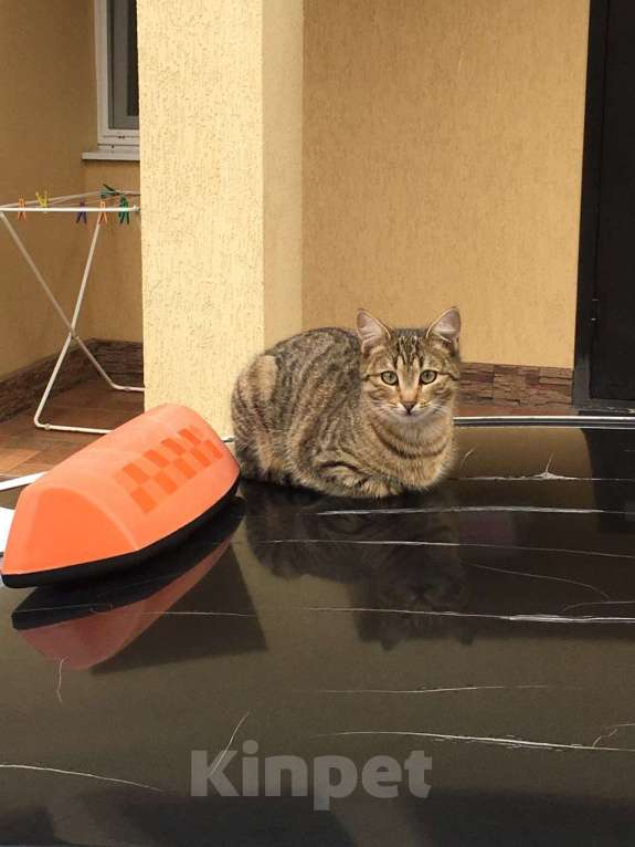 Кошки в Сочи: Обаятельные кошечка и котик Девочка, 10 руб. - фото 2