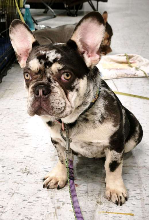 Собаки в других городах Московской области: Мраморный щенок французского бульдога Мальчик, 30 000 руб. - фото 1
