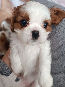 Щенок кавалер псыночек