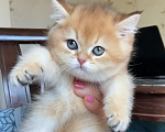 Кошки в Москве: Британский котенок золотая шиншилла Мальчик, 45 000 руб. - фото 3