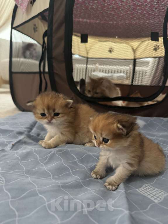 Кошки в других городах Московской области: Британские длинношерстные котята Мальчик, 50 000 руб. - фото 5