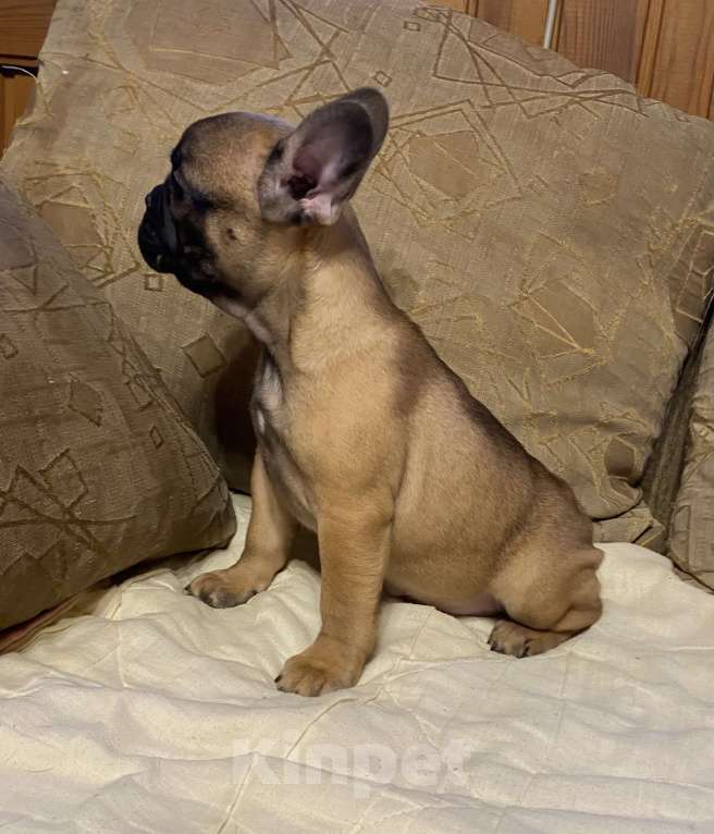 Собаки в Санкт-Петербурге: Шикарная девочка французского бульдога  Девочка, 40 000 руб. - фото 4