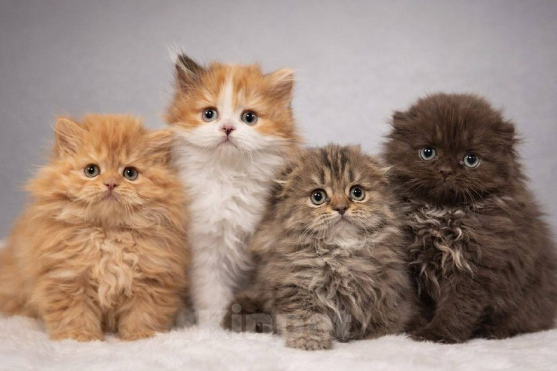 Кошки в других городах Московской области: Шотландские длинношёрстные котята Мальчик, 50 000 руб. - фото 1