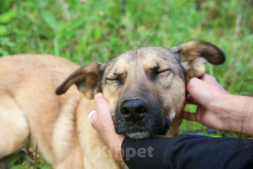 Собаки в Москве: Яся Девочка, Бесплатно - фото 26