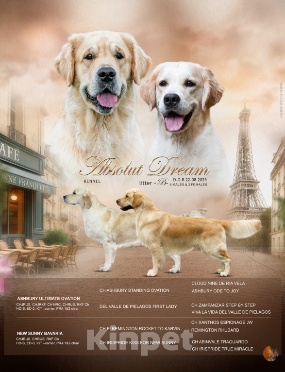 Собаки в Москве: Щенки Золотистого ретривера Мальчик, 100 000 руб. - фото 7