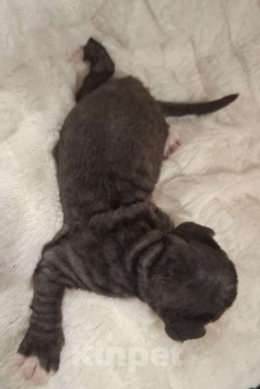 Кошки в Воронеже: Котенок девон рекс девочка Девочка, 130 000 руб. - фото 2