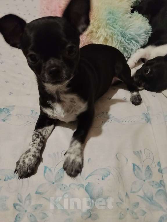 Собаки в Орле: Душевный мальчик, чорного цвета Мальчик, 25 000 руб. - фото 3