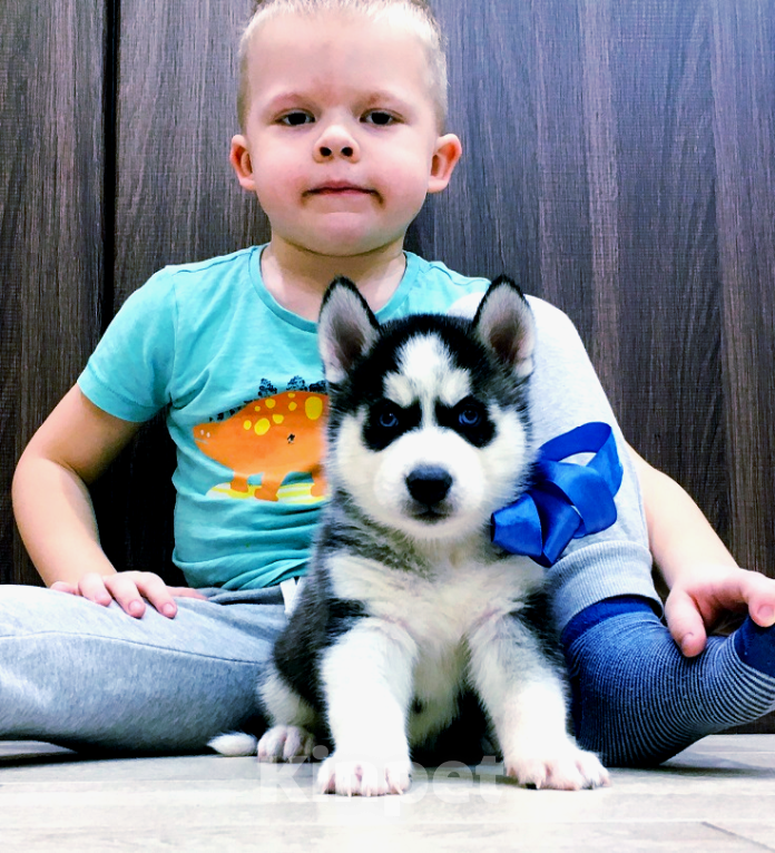 Собаки в Северодвинске: Хаски Щенки Разных окрасов Разнополые, Бесплатно - фото 1