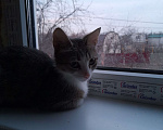 Кошки в Волгодонске: Потерялась кошка зовут Мурка Девочка, 50 руб. - фото 5
