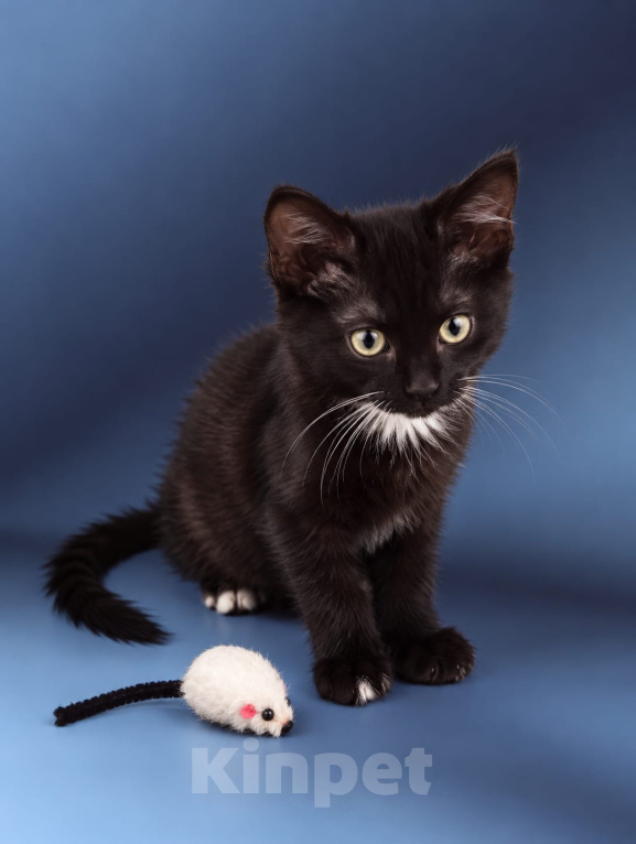 Кошки в Лобне: 🐾 Бумер в поиске дома 🐾 Мальчик, Бесплатно - фото 1