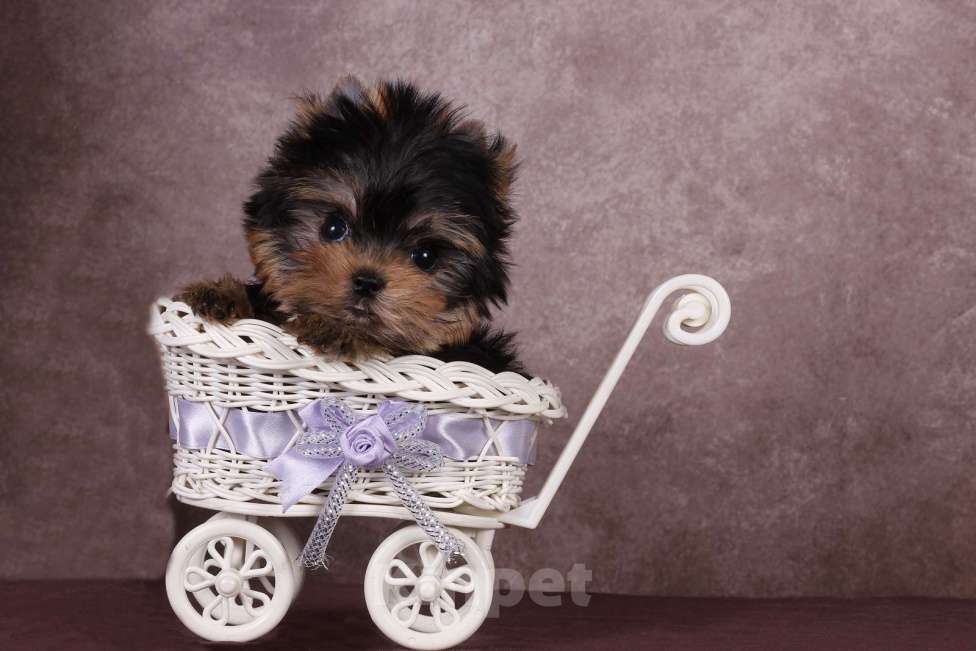 Собаки в Москве: Йоркширский терьер, курносая мини красотка Юджиния Девочка, 120 000 руб. - фото 1