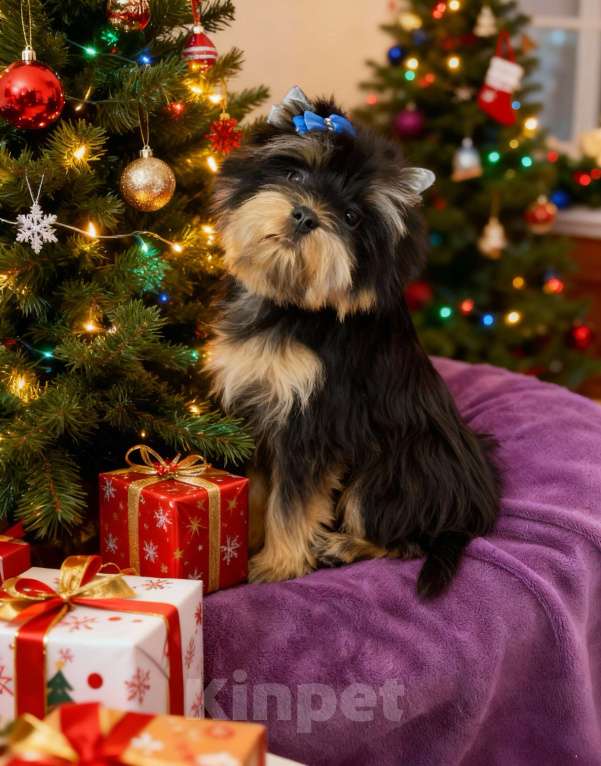 Собаки в Москве: Щенок йорка мальчик стандарт  Мальчик, Бесплатно - фото 3