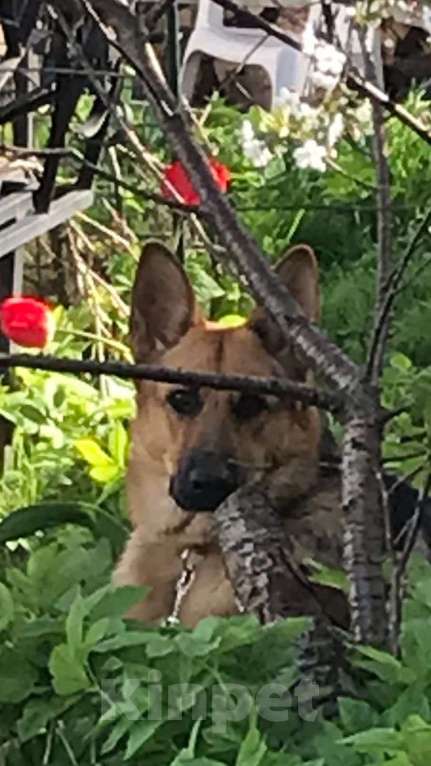Собаки в Дмитрове: Продаются щенки восточноевропейская овчарки Девочка, Бесплатно - фото 8
