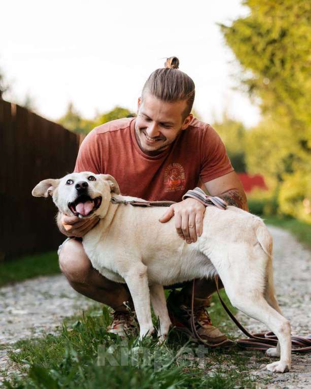 Собаки в других городах Московской области: Снежка так ждет семью! Девочка, Бесплатно - фото 10
