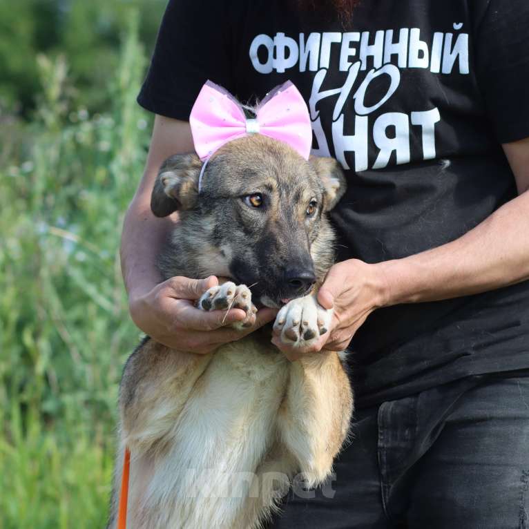 Собаки в Москве: Молодая ласковая собака в добрые руки Девочка, Бесплатно - фото 3