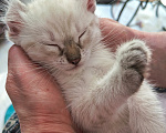 Кошки в Ярцево: Котенок ищет семью Мальчик, 1 руб. - фото 2