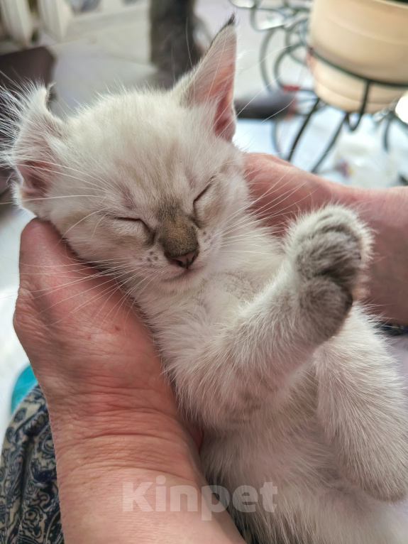Кошки в Ярцево: Котенок ищет семью Мальчик, 1 руб. - фото 2