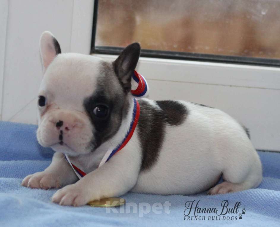 Собаки в Москве: Щенки французского бульдога с документами РКФ Разнополые, 35 000 руб. - фото 2