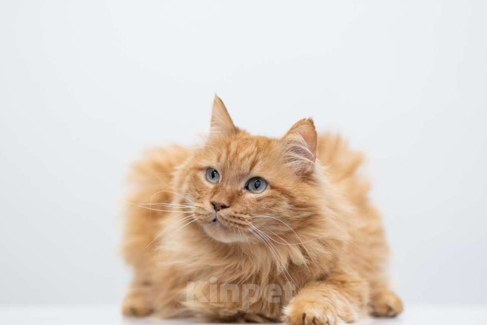 Кошки в Москве: Царь Мальчик, Бесплатно - фото 3