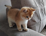 Кошки в Хабаровске: Британский котёнок золотая шиншилла ny 12 Мальчик, 55 000 руб. - фото 2