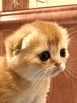 Шотландские золотые котята