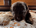 Собаки в Домодедово: Продаётся щенок лабрадора Девочка, 50 000 руб. - фото 1
