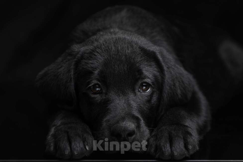 Собаки в Санкт-Петербурге: щенки лабрадора ретривера Мальчик, 30 000 руб. - фото 3