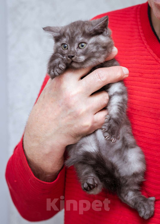 Кошки в Москве: Котята ищут дом! Девочка, Бесплатно - фото 4