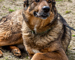 Собаки в Москве: Валик. Особенный пес в приюте Мальчик, 1 руб. - фото 2