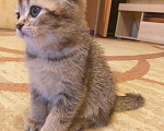 Кошки в Кудымкаре: Золотой мальчик шиншилла Мальчик, 7 000 руб. - фото 2